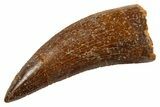 Serrated, Theropod (Deltadromeus?) Tooth - Morocco #329848-1